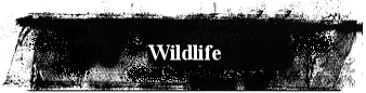 Wildlife